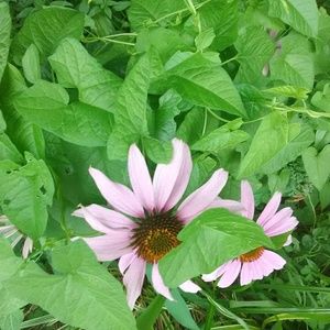 Meet your Posher, Jacqueline